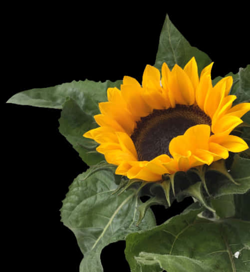 Vibrant_ Sunflower_ Against_ Black_ Background.jpg PNG Image