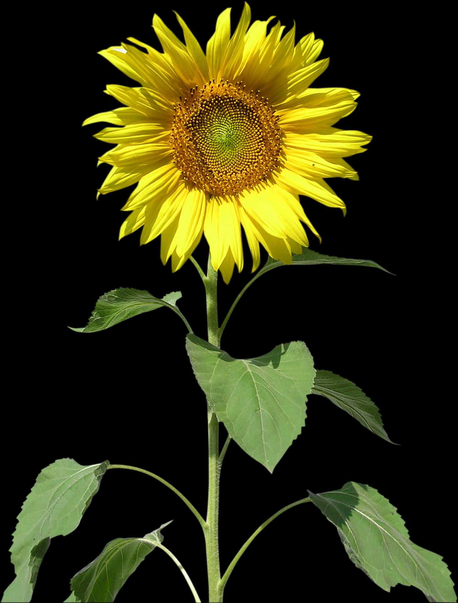 Vibrant Sunflower Against Black Background.jpg PNG Image