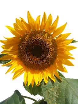 Vibrant_ Sunflower_ Against_ Black_ Background.jpg PNG Image