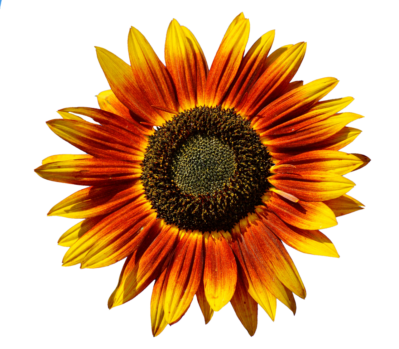 Vibrant Sunflower Against Black Background.jpg PNG Image