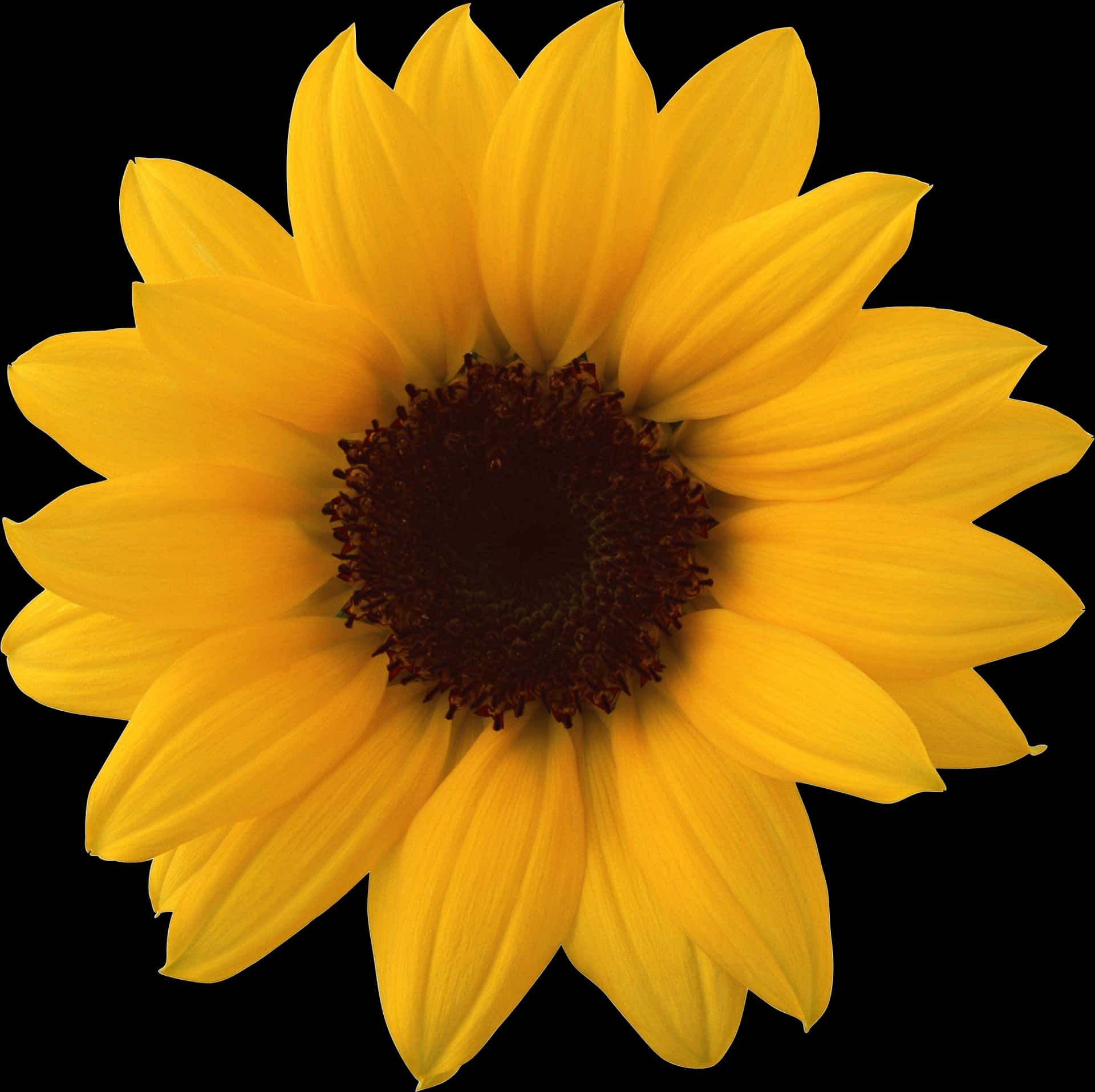 Vibrant_ Sunflower_ Against_ Black_ Background.jpg PNG Image