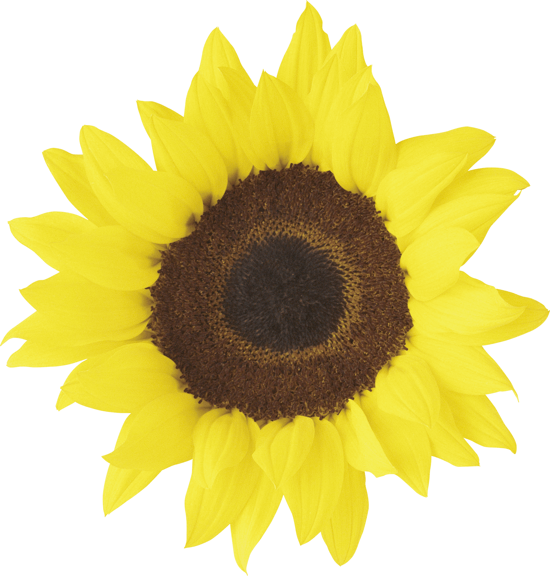 Vibrant Sunflower Against Blue Background.png PNG Image