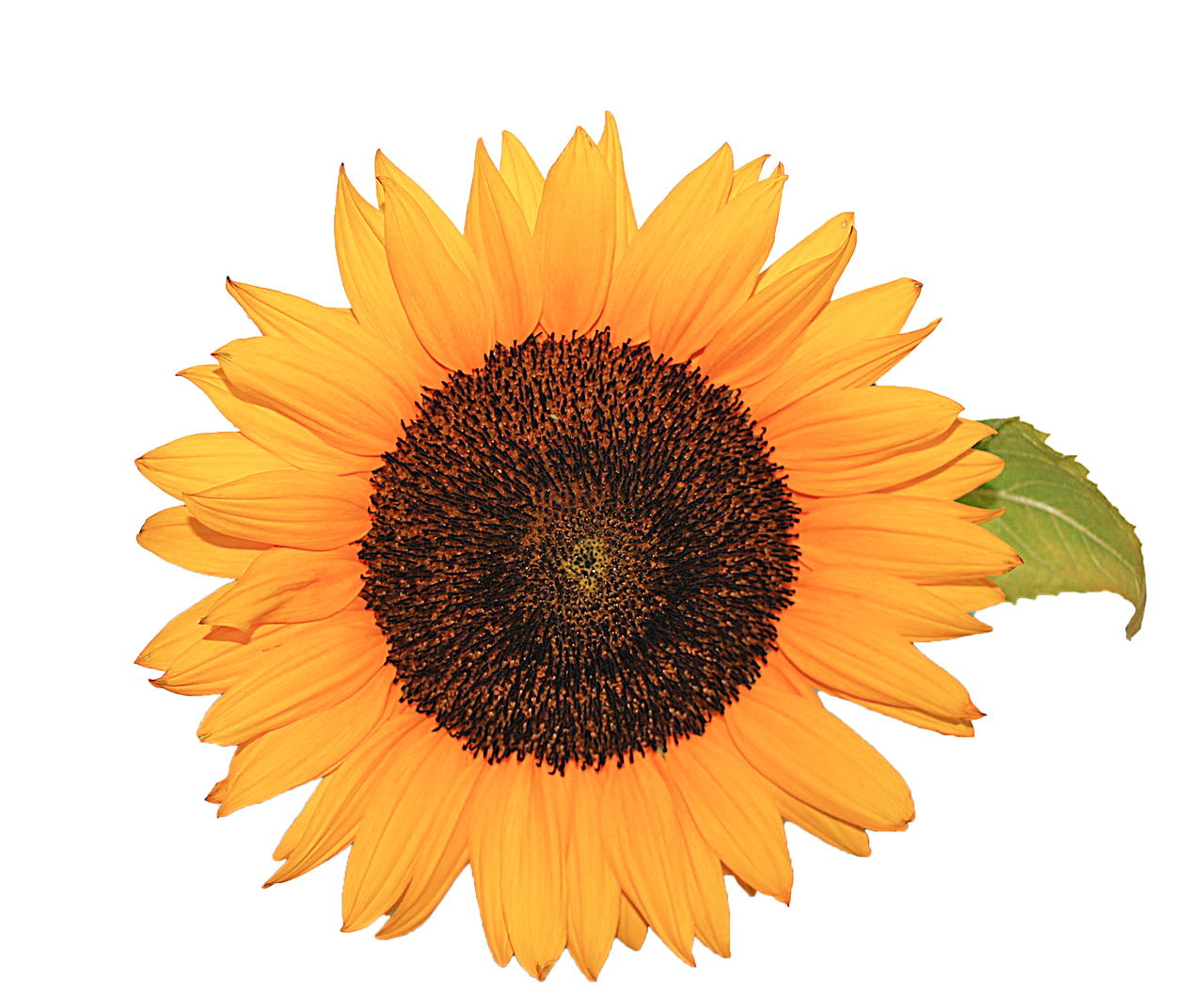 Vibrant Sunflower Black Background PNG Image