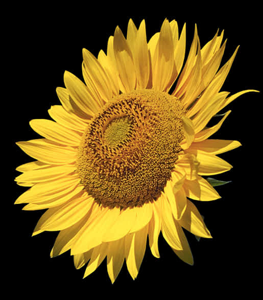 Vibrant Sunflower Black Background PNG Image