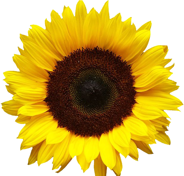 Vibrant Sunflower Bloom PNG Image