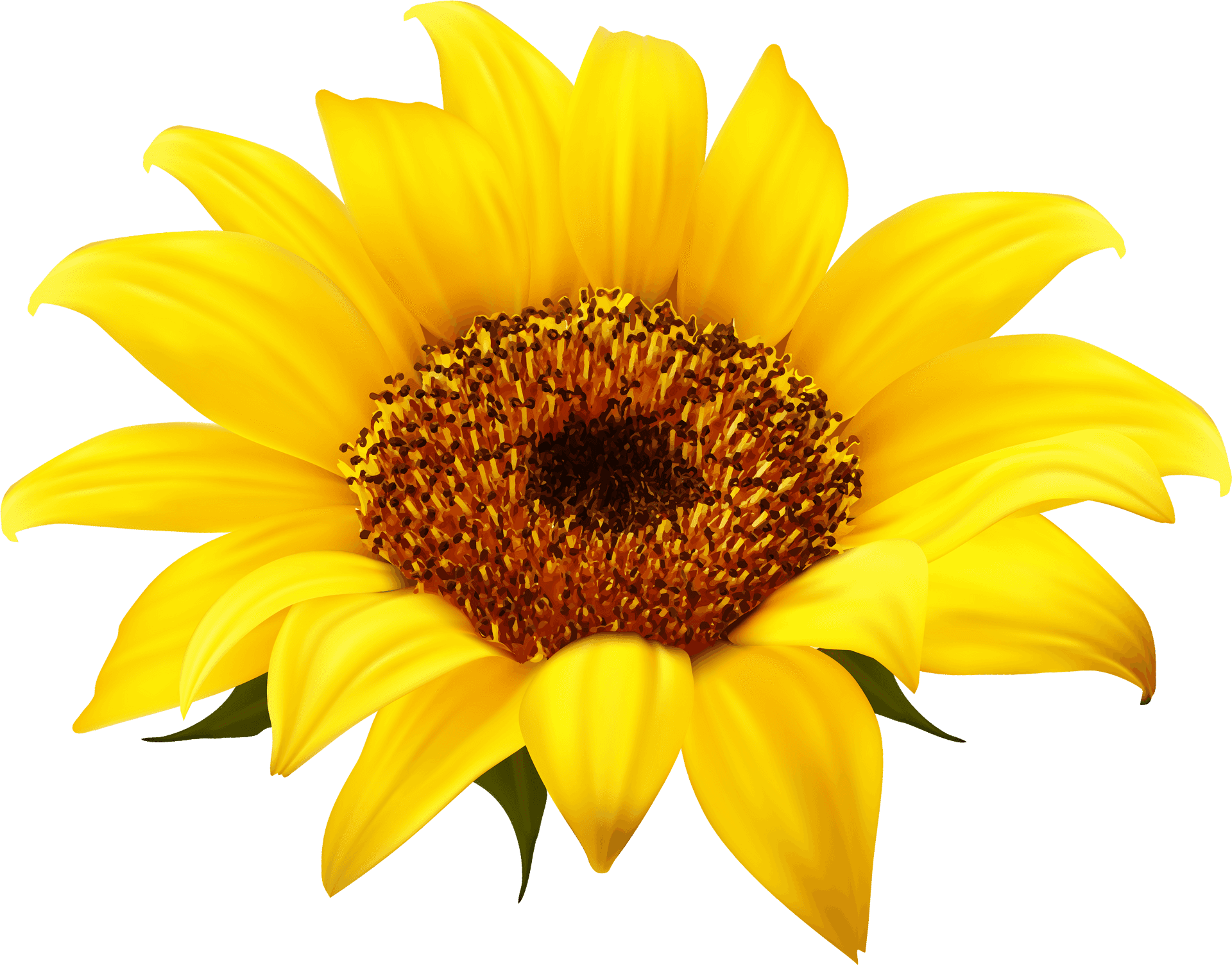 Vibrant_ Sunflower_ Clipart.png PNG Image