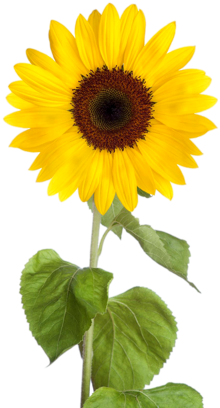 Vibrant Sunflower Clipart.png PNG Image