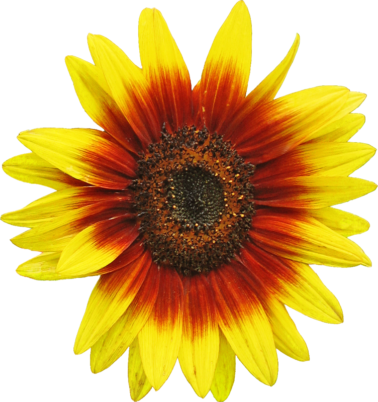 Vibrant Sunflower Clipart.png PNG Image