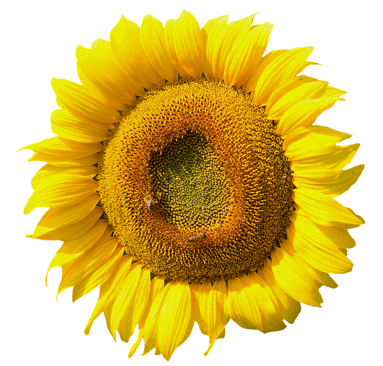 Vibrant Sunflower Closeup.png PNG Image