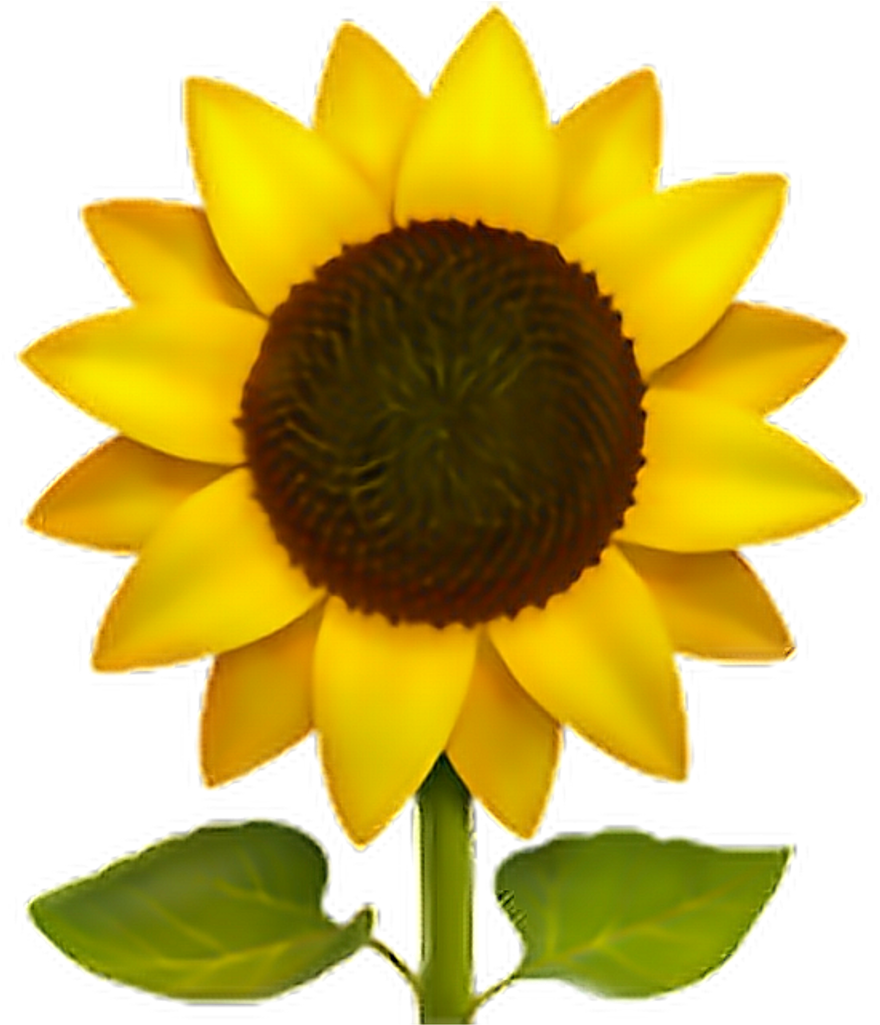 Vibrant Sunflower Graphic PNG Image