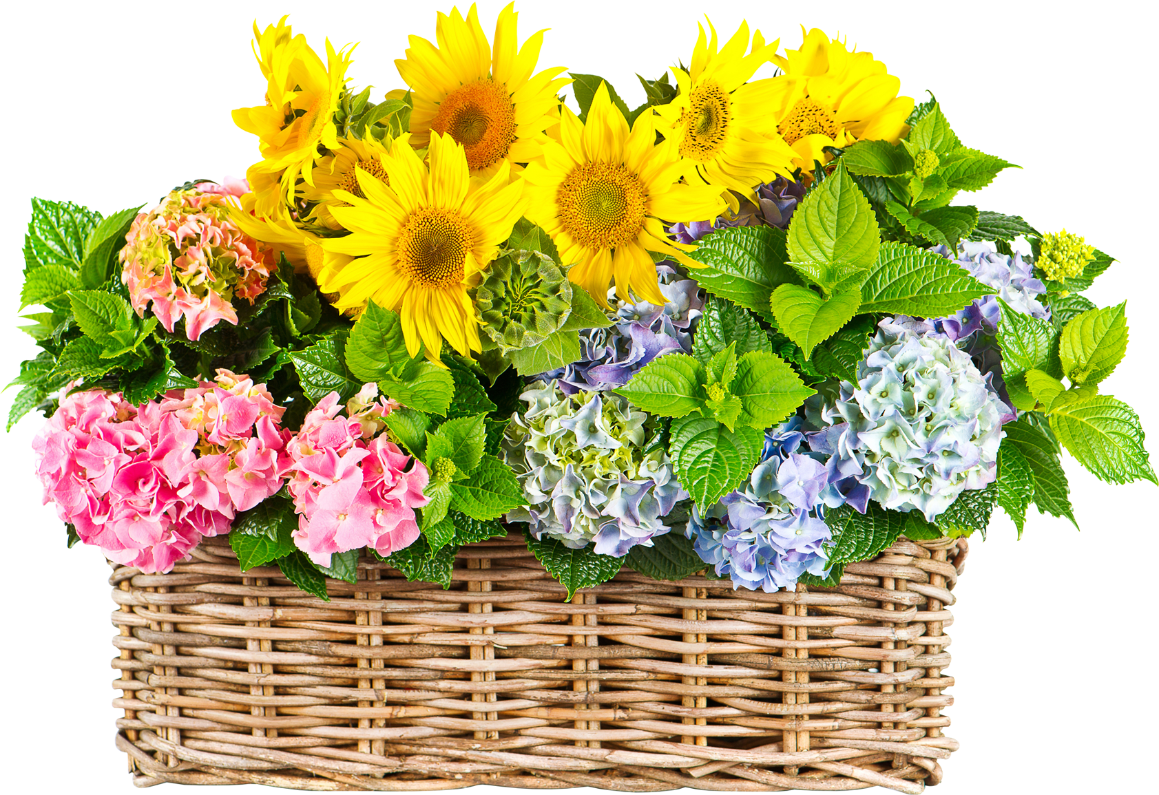 Vibrant_ Sunflower_ Hydrangea_ Basket_ Bouquet.png PNG Image