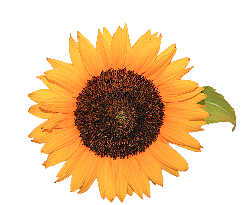 Vibrant Sunflower Isolatedon Blue PNG Image