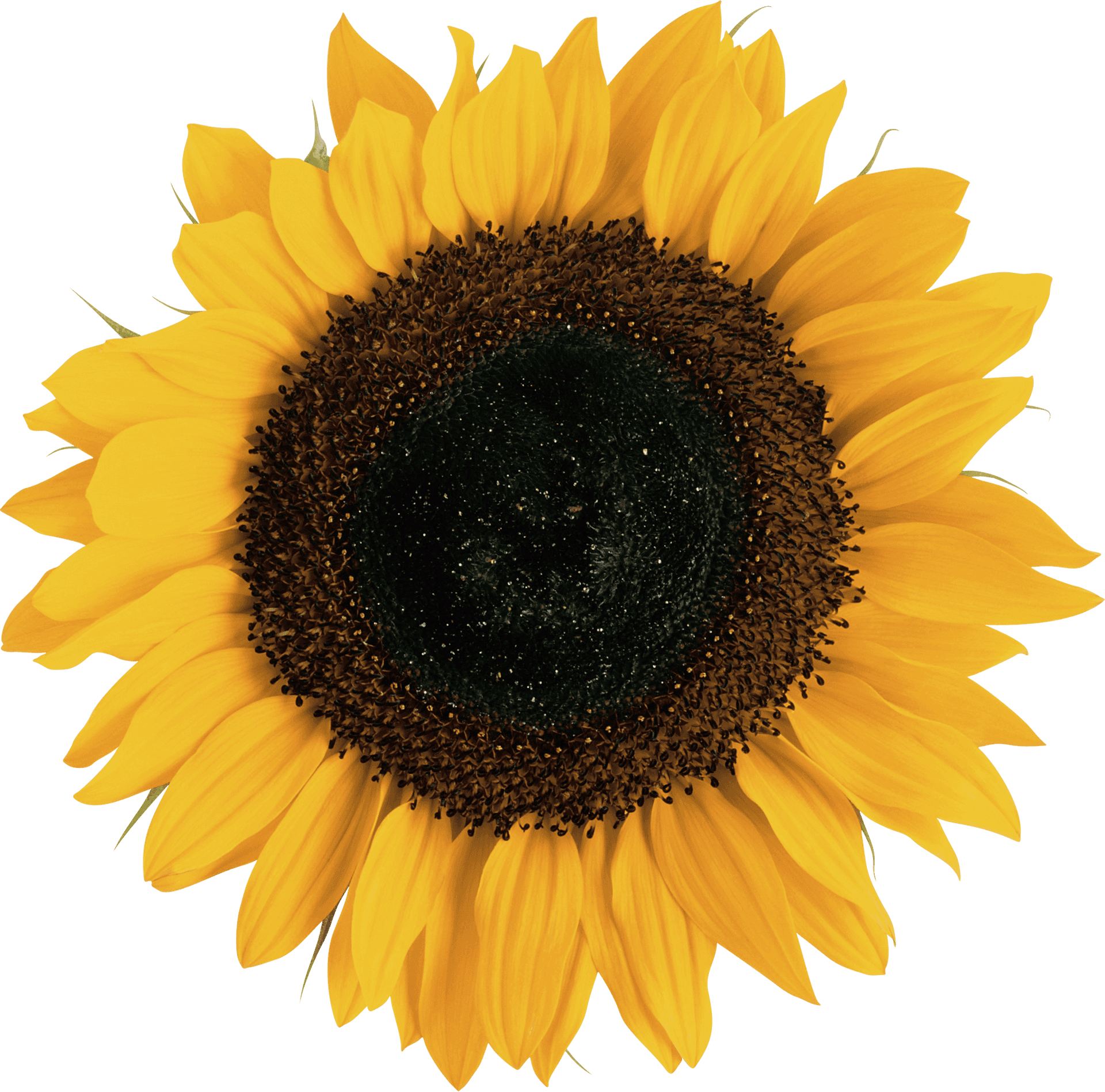 Vibrant Sunflower Isolatedon Gray PNG Image