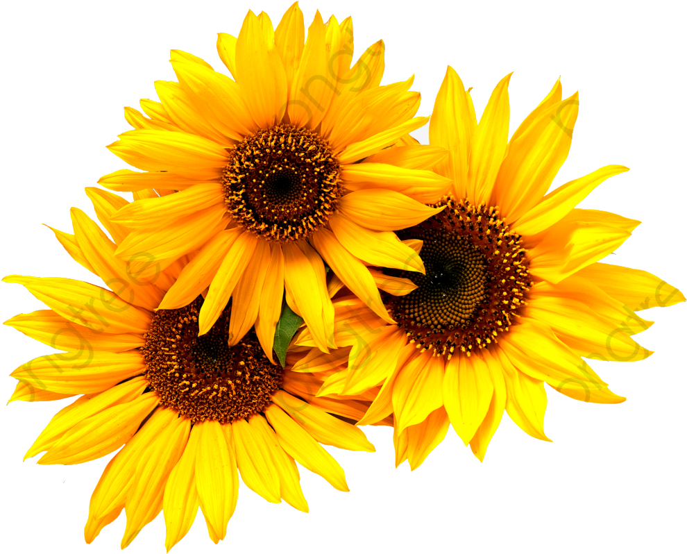 Vibrant Sunflower Trio Clipart PNG Image