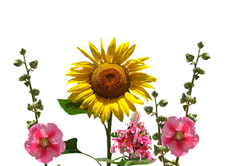 Vibrant Sunflowerand Colorful Flowers PNG Image