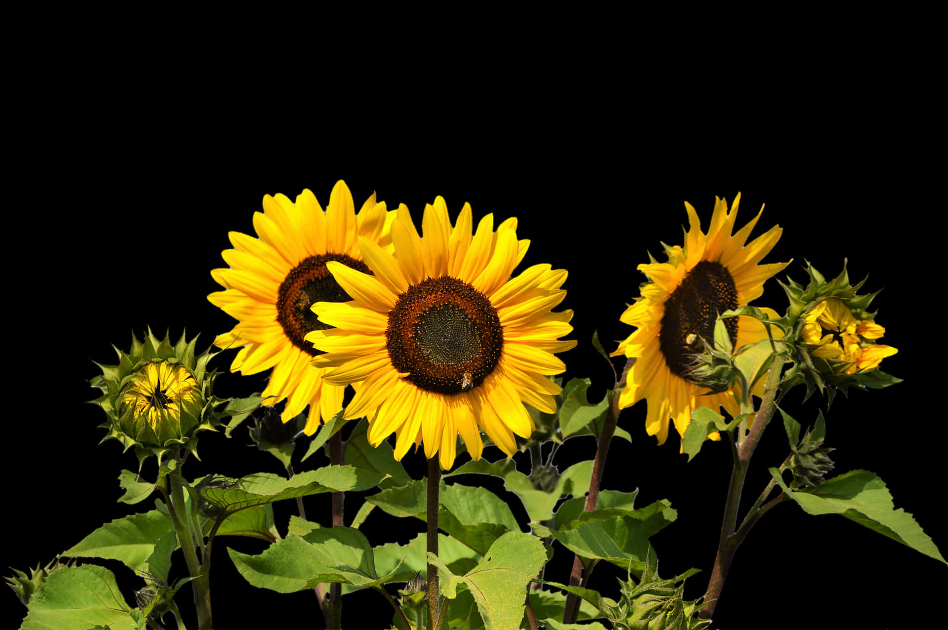 Vibrant Sunflowers Against Black Background PNG Image