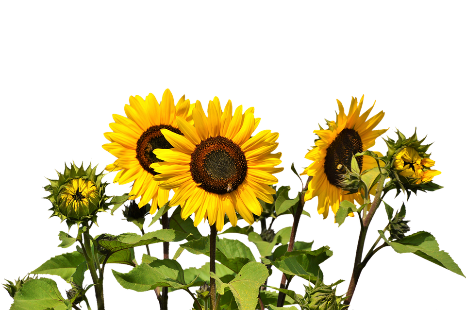 Vibrant Sunflowers Against Sky PNG Image