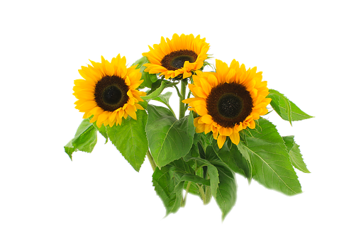 Vibrant_ Sunflowers_ Black_ Background.jpg PNG Image