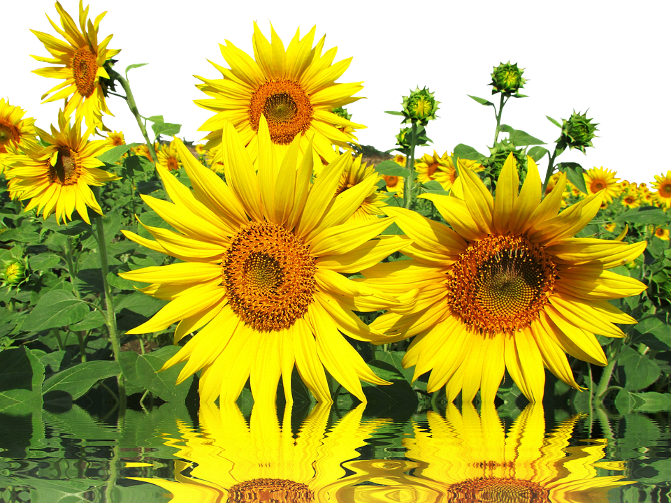 Vibrant_ Sunflowers_ Reflection PNG Image