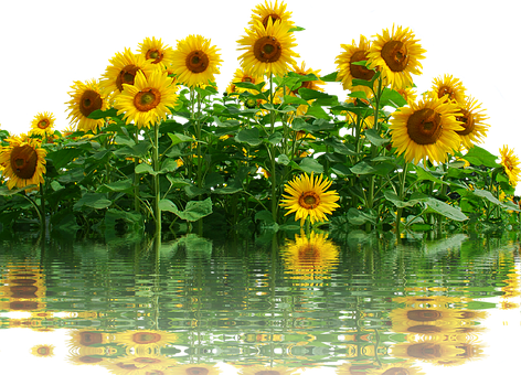 Vibrant_ Sunflowers_ Reflection_ Water PNG Image