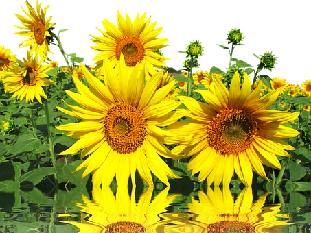 Vibrant Sunflowerswith Reflections PNG Image