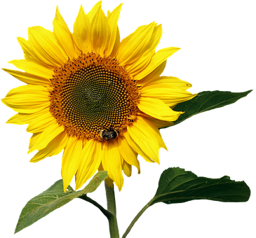 Vibrant Sunflowerwith Bee PNG Image