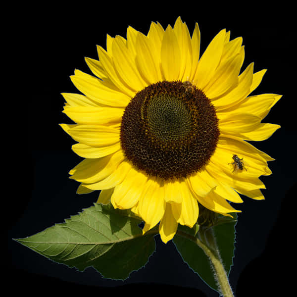 Vibrant Sunflowerwith Beeon Black Background.jpg PNG Image