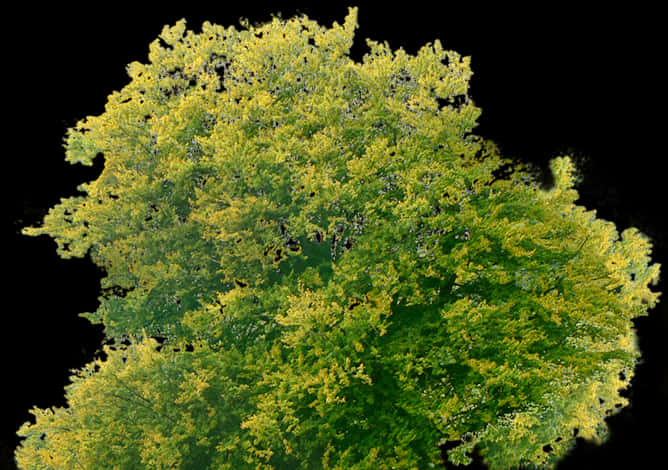 Vibrant Tree Canopy Top View PNG Image