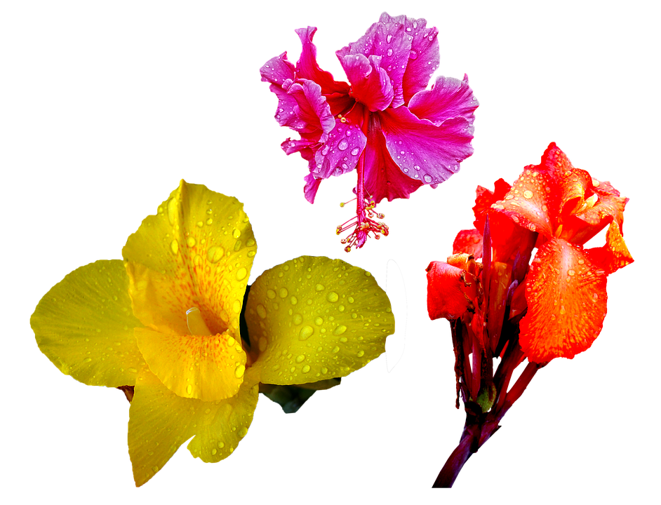 Vibrant Trioof Tropical Flowers PNG Image