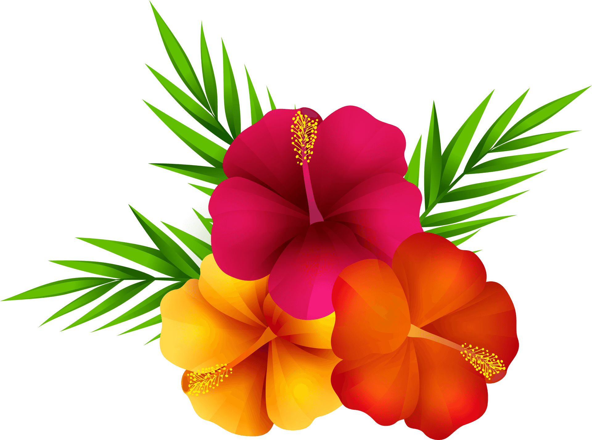 Vibrant_ Tropical_ Hibiscus_ Flowers PNG Image