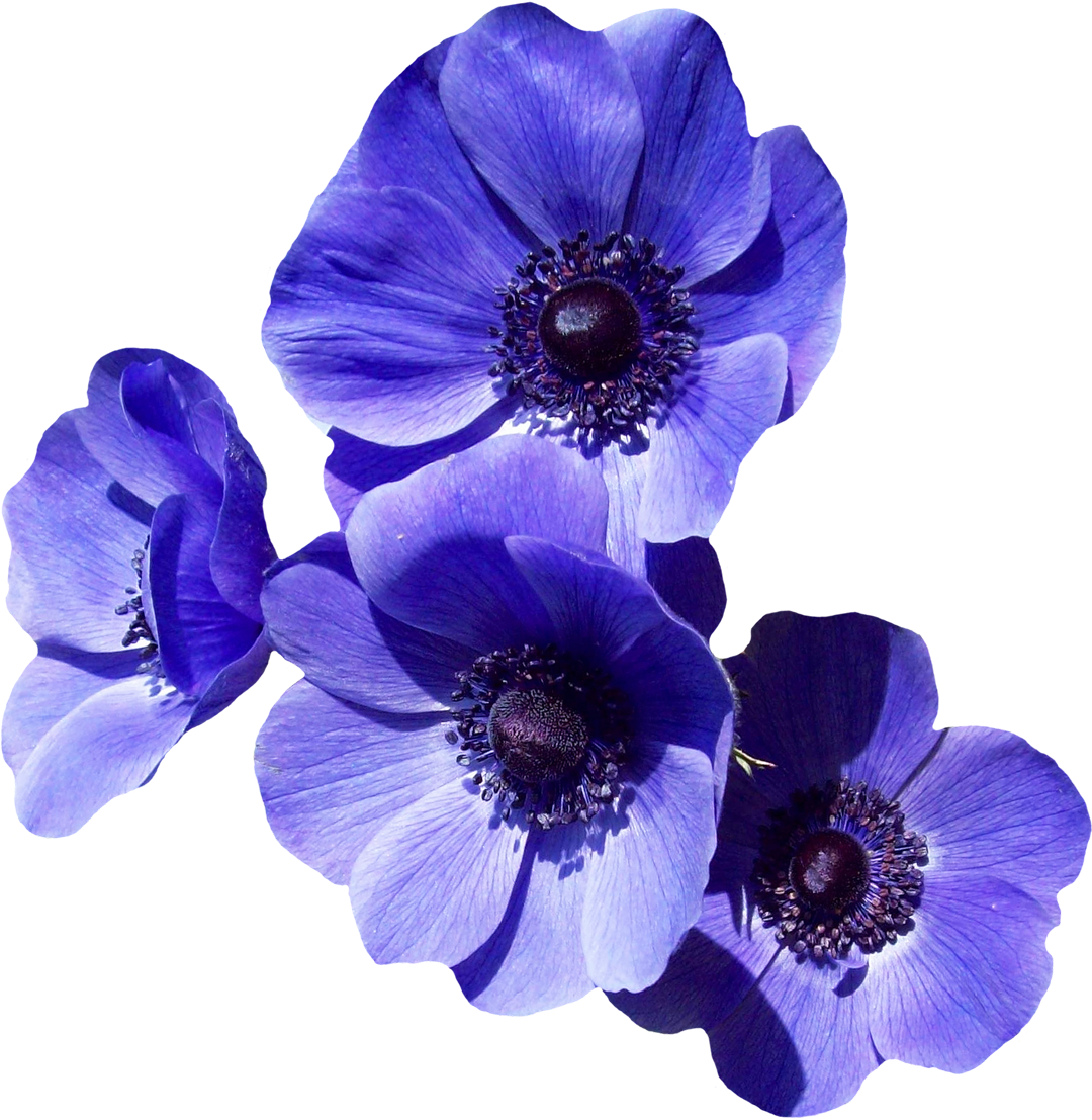 Vibrant Violet Anemone Flowers PNG Image