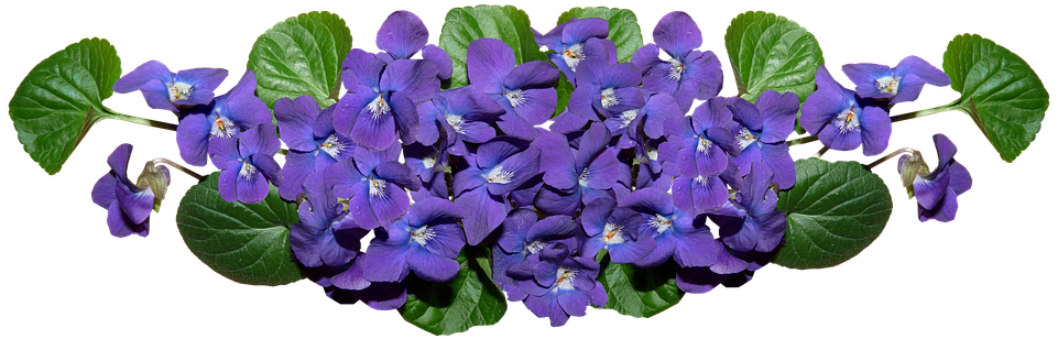 Vibrant Violet Flowers Cluster PNG Image