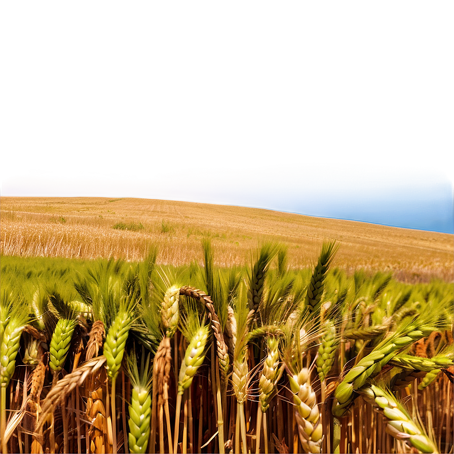 Vibrant Wheat Field Afternoon Png Dgp15 PNG Image