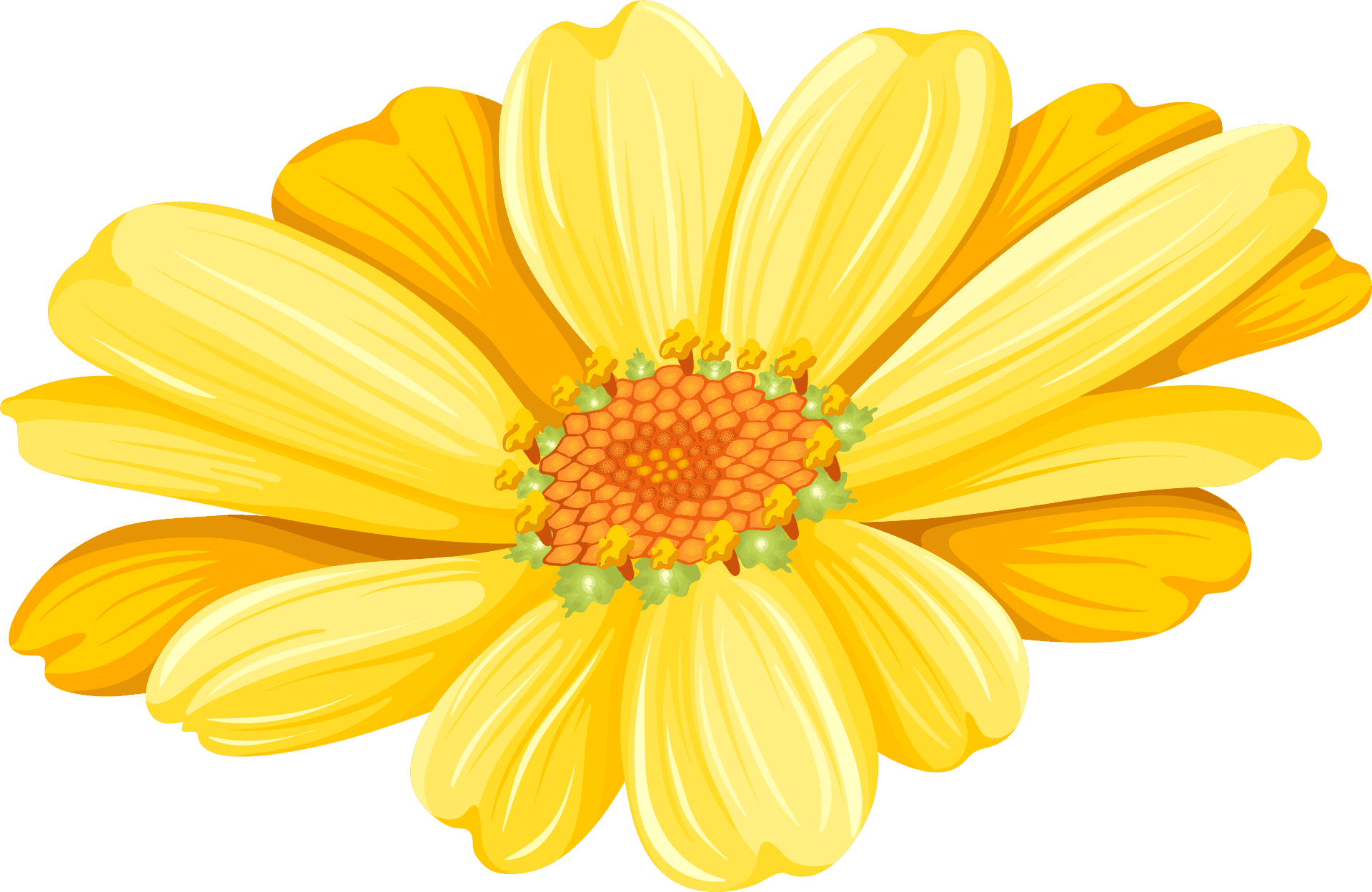 Vibrant Yellow Chrysanthemum Graphic PNG Image