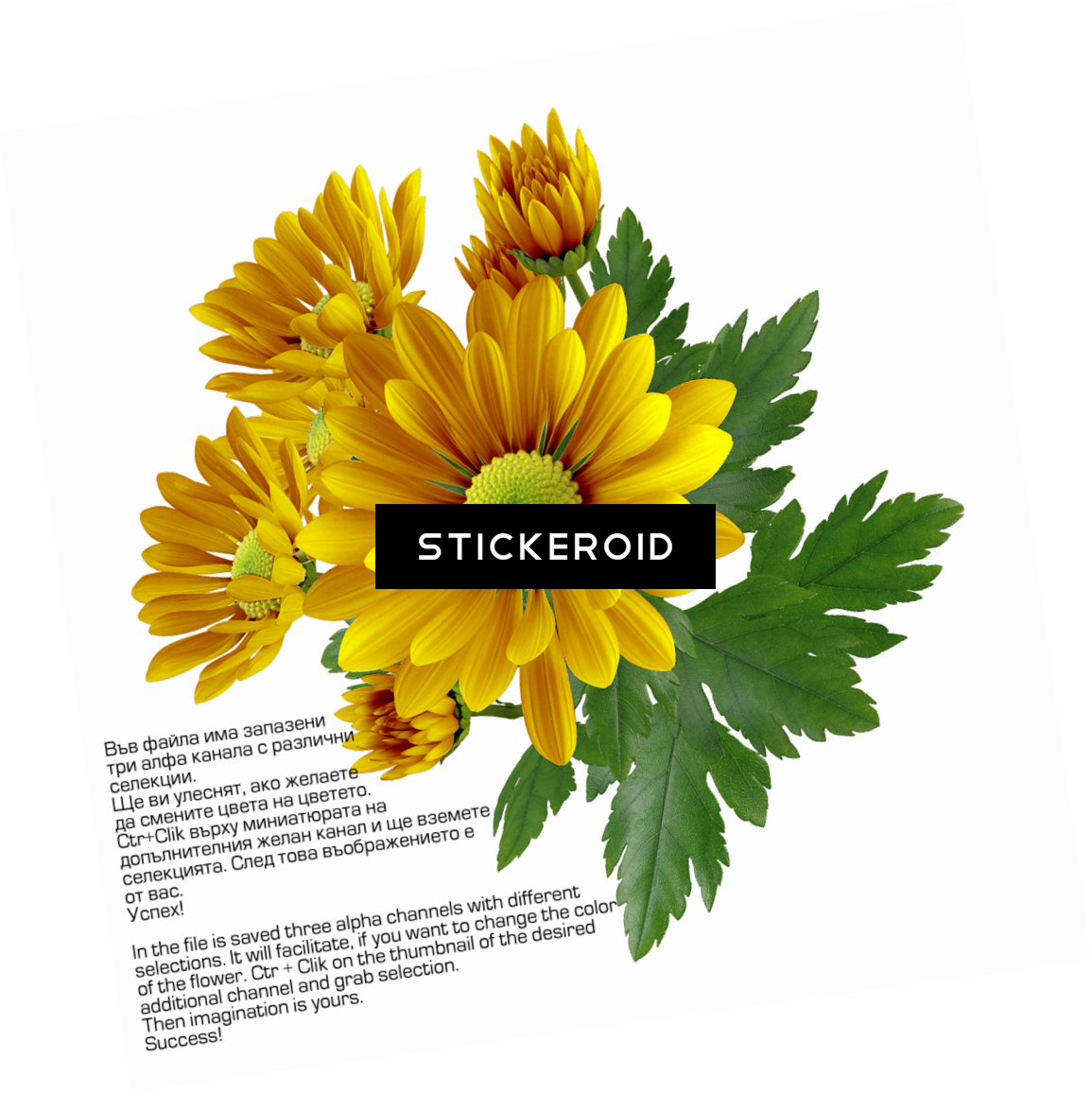 Vibrant Yellow Chrysanthemums PNG Image