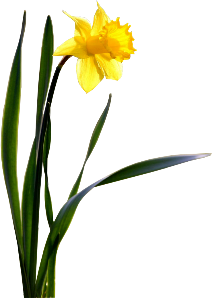 Vibrant Yellow Daffodil Flower PNG Image