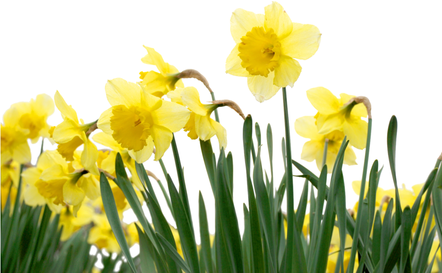 Vibrant Yellow Daffodils PNG Image