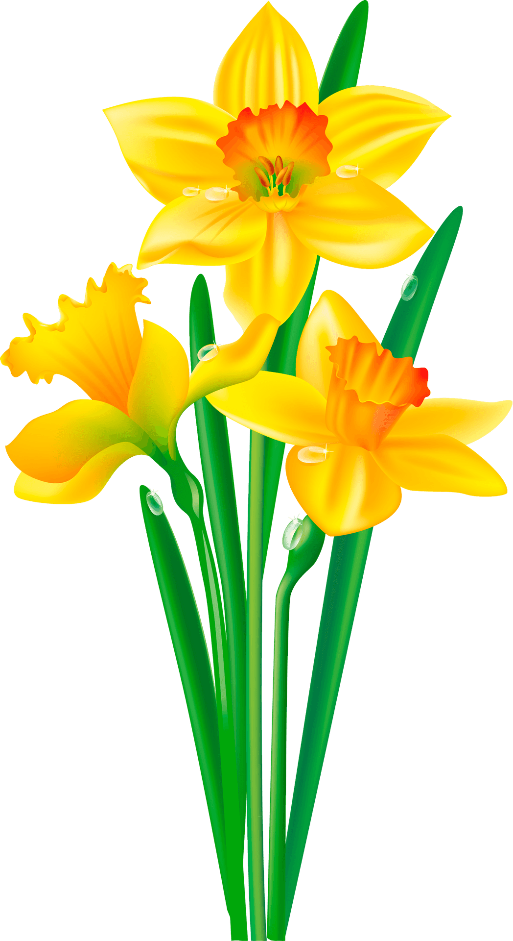 Vibrant Yellow Daffodils Illustration PNG Image