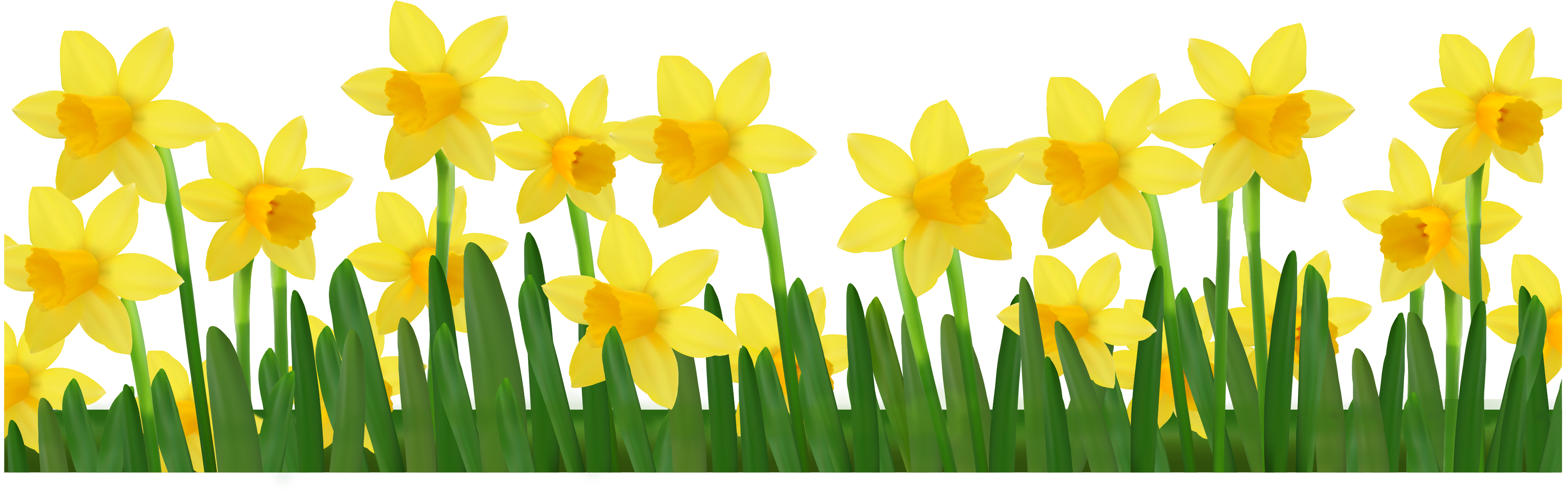 Vibrant Yellow Daffodils Row PNG Image