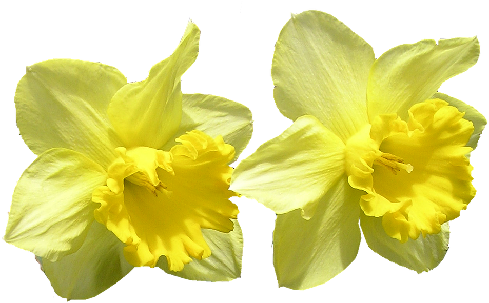 Vibrant Yellow Daffodils PNG Image