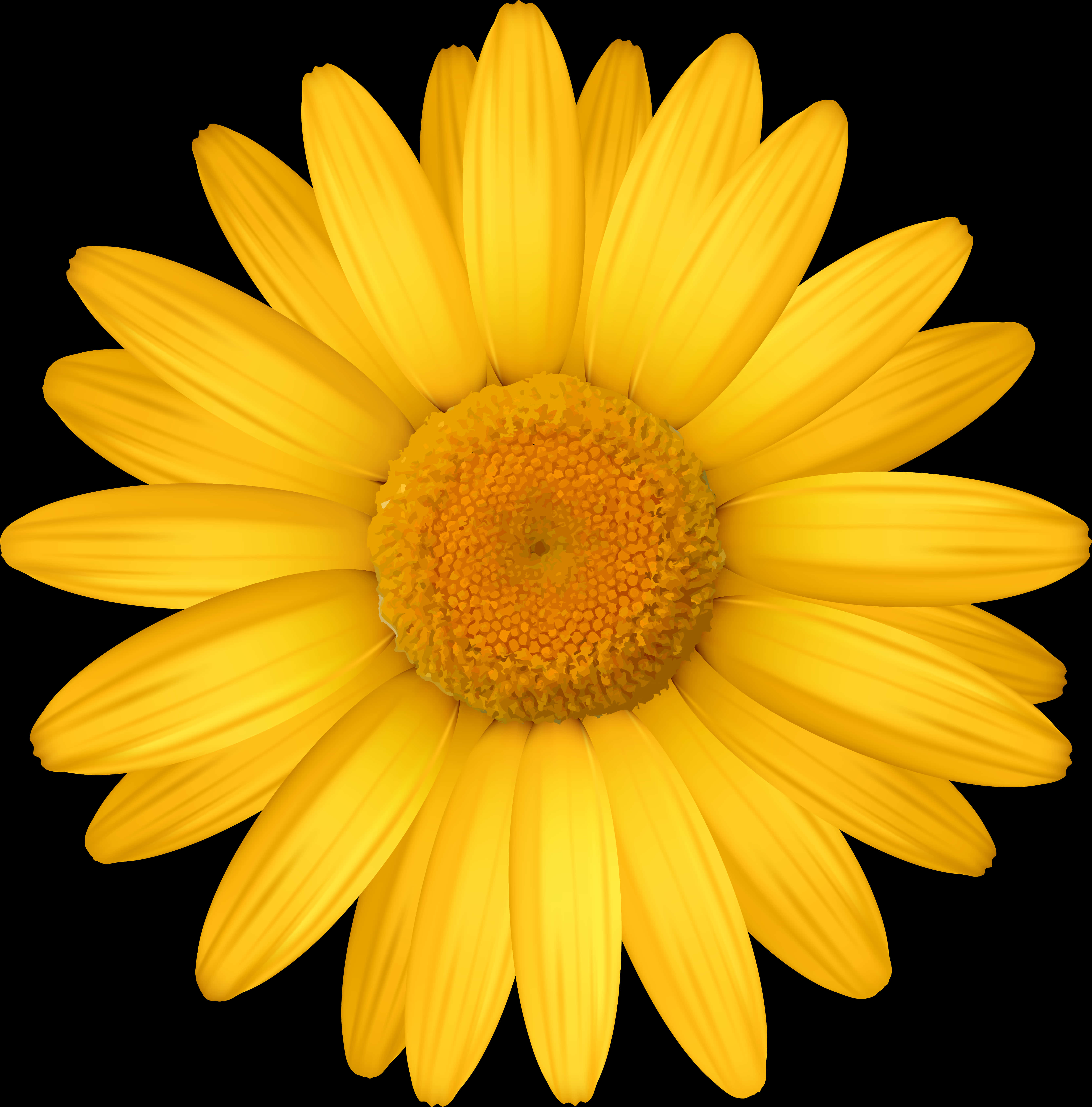 Vibrant Yellow Daisy Black Background.jpg PNG Image