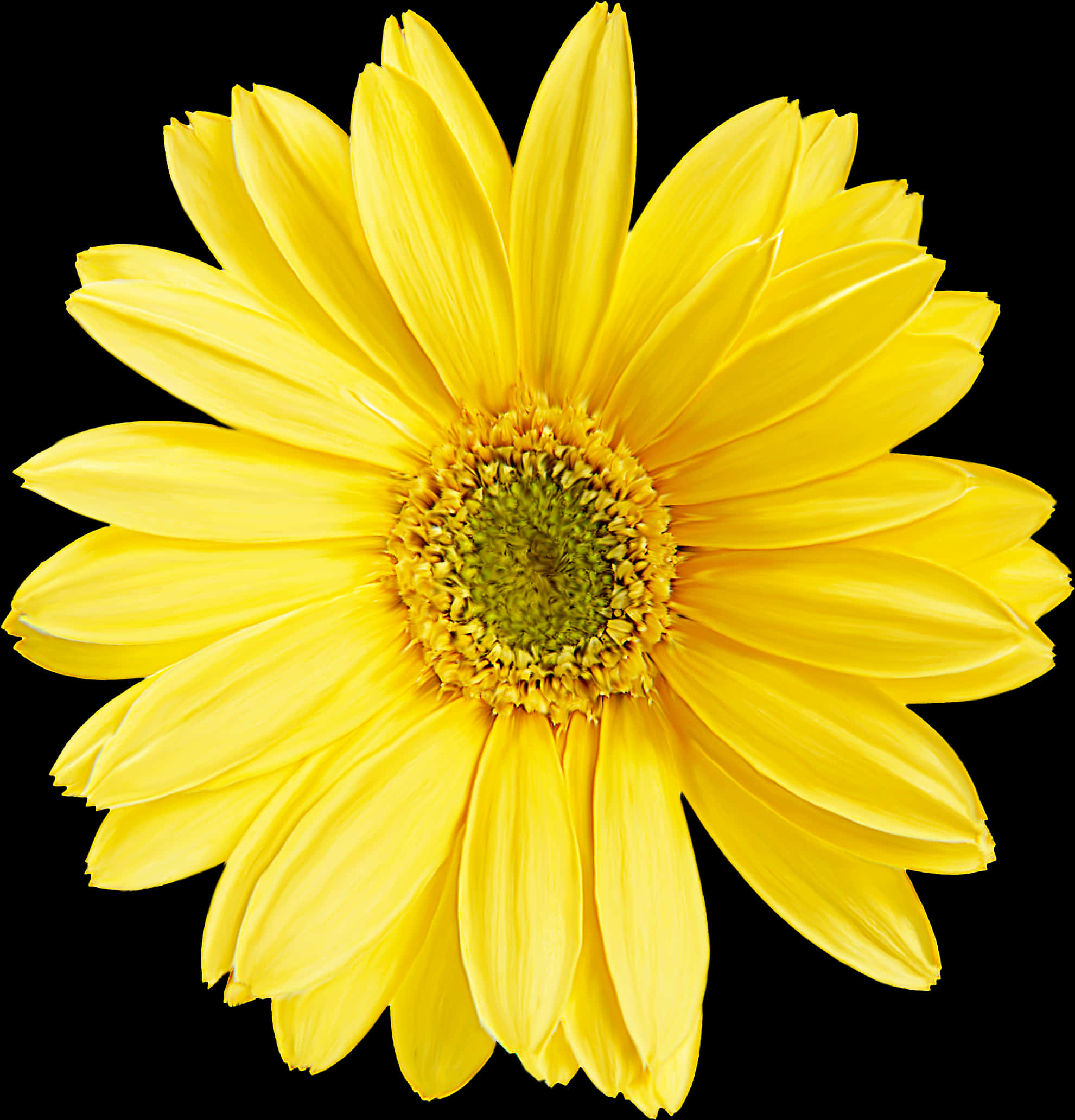 Vibrant Yellow Daisy Black Background PNG Image