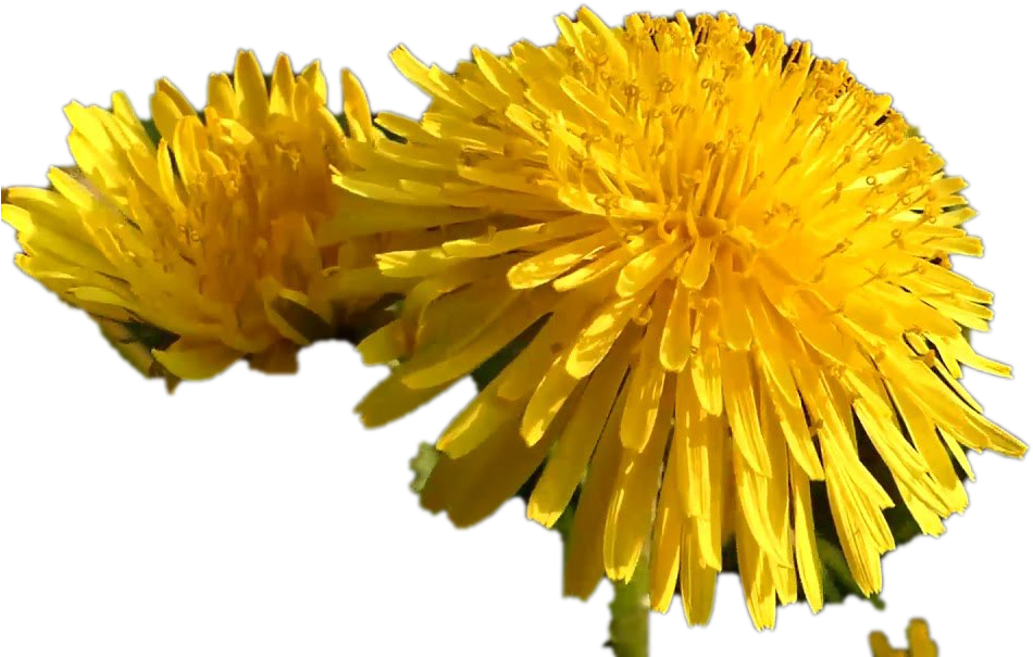 Vibrant Yellow Dandelions PNG Image