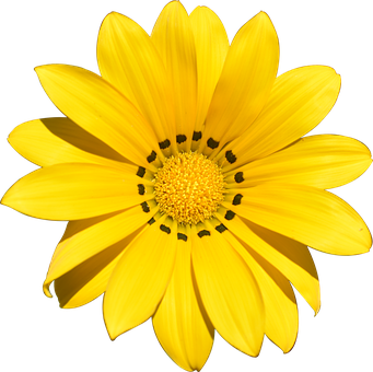 Vibrant Yellow Flower Black Background PNG Image