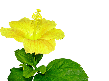 Vibrant Yellow Hibiscus Flower PNG Image