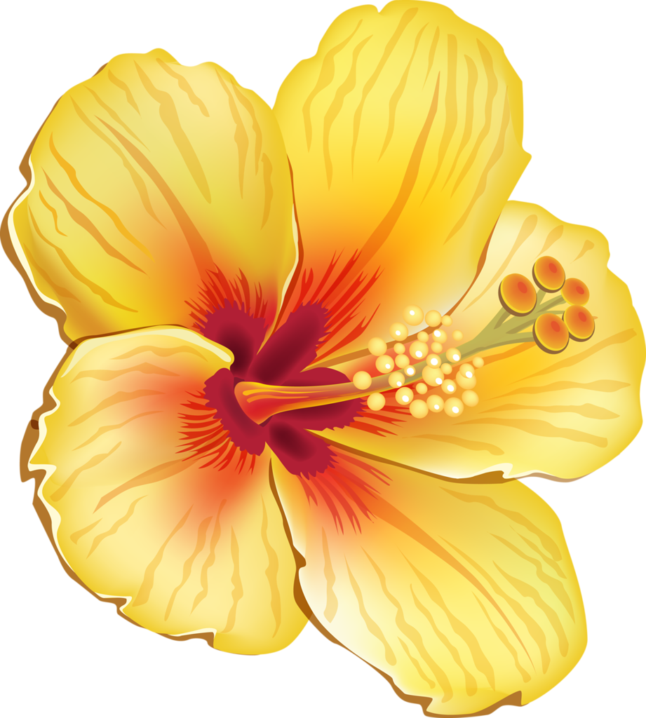 Vibrant Yellow Hibiscus Flower PNG Image