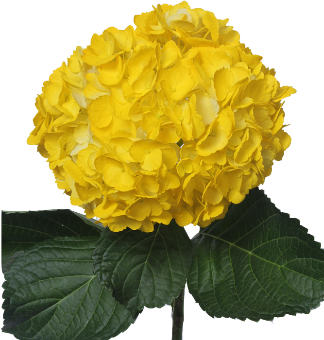 Vibrant Yellow Hydrangea Bloom PNG Image