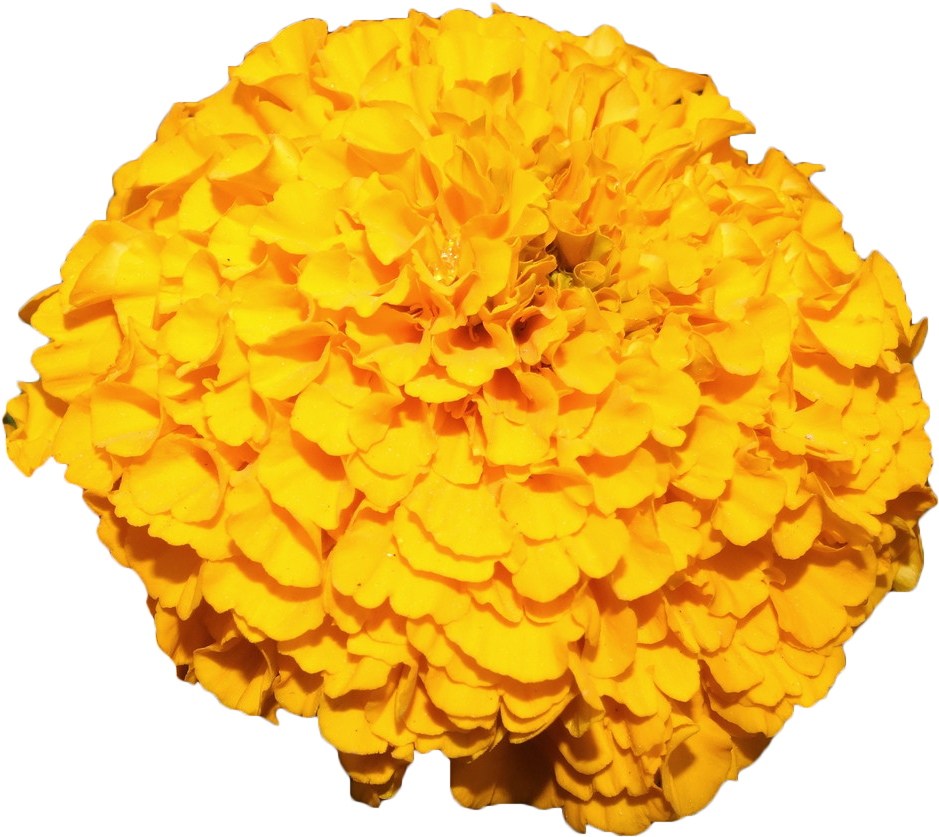 Vibrant Yellow Marigold Bloom PNG Image