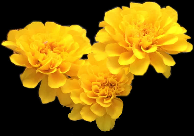 Vibrant Yellow Marigolds Black Background PNG Image