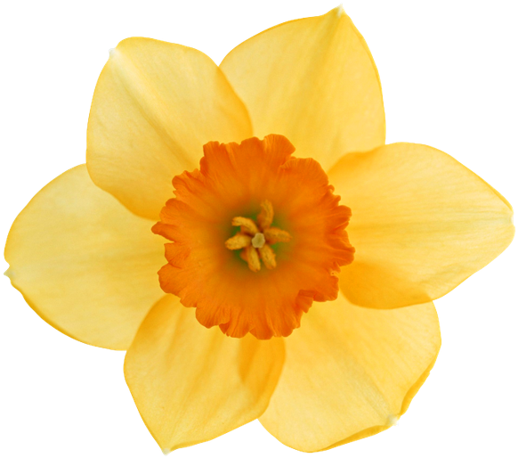 Vibrant Yellow Narcissus Flower PNG Image